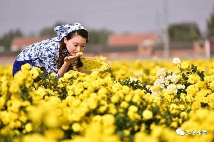 云臺冰菊基地發(fā)生了什么？一批批領導專家團隊前來！