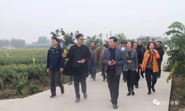 云臺冰菊基地發(fā)生了什么？一批批領(lǐng)導(dǎo)專家團隊前來！