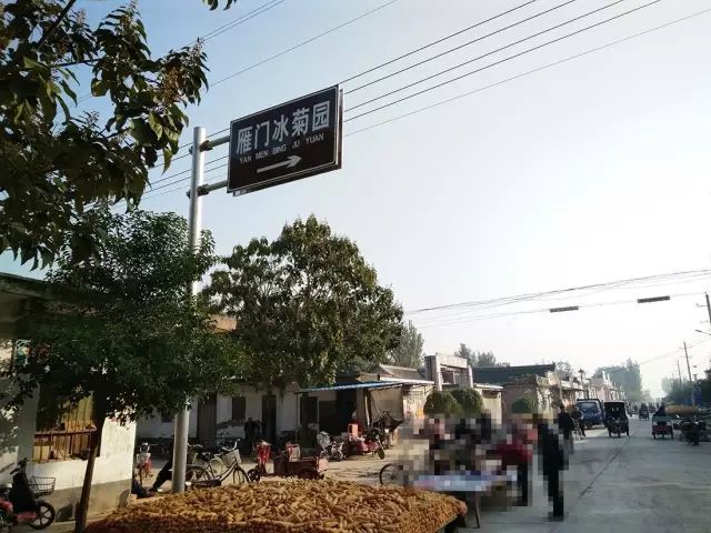 如何找到云臺冰菊？怎樣找到云臺冰菊？